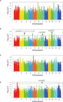 Genome-wide association study identifies a gene conferring high physiological phosphorus use efficiency in rice